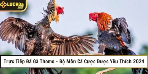 truc tiep da ga thomo bo mon ca cuoc duoc yeu thich 2024